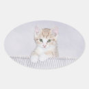 Search for orange tabby cat stickers Cute