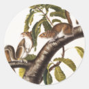 Search for squirrel drawing stickers Wildlife