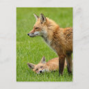 Search for love foxes postcards Nature