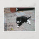 Search for bigfoot photography Cool