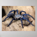 Search for tarantula posters Arachnid