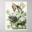 Search for audubon posters Birds of america