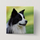 Search for border collie dog badges Dogs