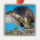 Search for birds nest christmas tree decorations Nature