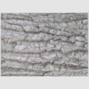 Search for tree bark tissue paper Wood