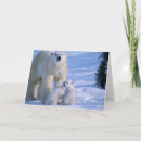Search for white polar bear cards Wildlife