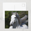 Search for andalucian Breed