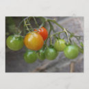 Search for tomato invitations Vegetable