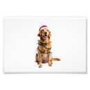 Search for weimaraner art Animal