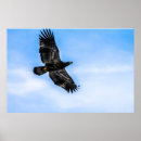 Search for bald eagle pics posters Bird