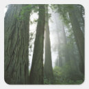 Search for redwoods stickers Forest