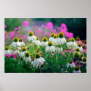 Search for echinacea posters Summer