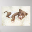 Search for pit bull terrier posters Puppy