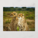 Search for cheetahs photography Big cat