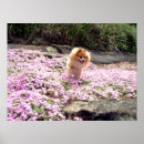 Search for pomeranian posters Pink