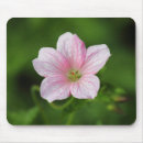 Search for geraniums mousepads Plant