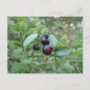 Search for native plants postcards Photograph