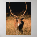 Search for habitat posters Forest