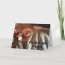 Search for havanese dog cards Photography