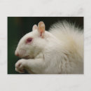 Search for rare postcards Squirrel