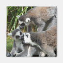 Search for tail magnets Animal lover