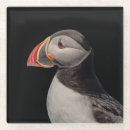Search for puffin coasters Nature