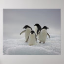 Search for penguin posters Wildlife
