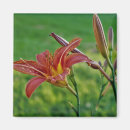 Search for tiger lily magnets Photography