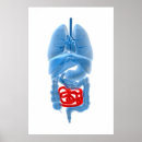 Search for organ system posters Colon