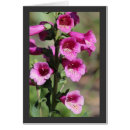 Search for foxglove flower postcards Summer