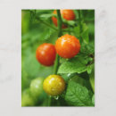 Search for ripened Vine ripened