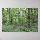 Search for forest walk posters Woodland