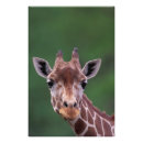 Search for giraffe face posters Africa
