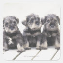 Search for miniature schnauzer stickers Animal