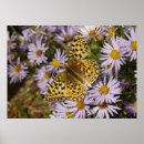 Search for aster flower posters Nature