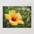 Search for hibiscus flower postcards Nature