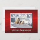 Search for polar bear cub cards Cubs