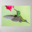 Search for costa rica rainforest posters Tropical