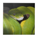Search for python Zoo