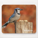 Search for bird watcher electronics Blue jay