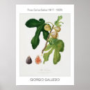 Search for fig illustration Watercolor