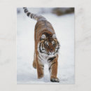 Search for snow tiger postcards Animal