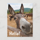 Search for donkey photography Animal