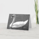 Search for black swan cards Animal