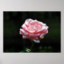 Search for beautiful roses posters Nature