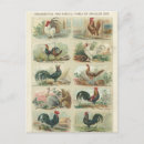Search for bantams postcards Fowl