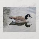 Search for pond reflection postcards Canada