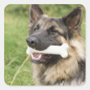 Search for dog and bone stickers Animal