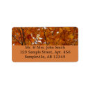 Search for leaf fall photography Tree