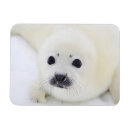 Search for cub magnets Black